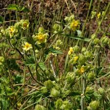 Image result for Asystasia glandulosa