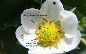 Gardening and truck farming is one of the most beloved classes. Strawberry Pollination A Complex And Tricky Business Parts Of A Flower Pollination Plant Bugs