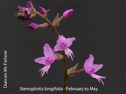 Image result for Holothrix longiflora