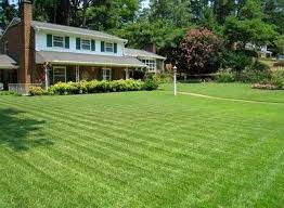 Department of agriculture plant hardiness zones 5 through 11. Compadre Zoysia Grass Seed 1 Lb