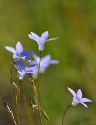 Bili nursery gift vouchers $25. Australian Bluebell Blue Bell Flowers Australian Native Flowers Australian Flowers