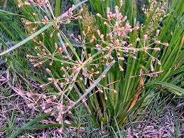 Image result for Fimbristylis