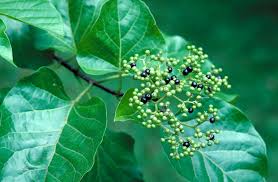 Image result for Premna mooiensis