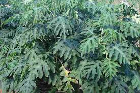 The genus name commemorates the eighteenth century mexican politician and amateur botanist, luis montana and is one of the very few in the family asteraceae that consists of trees and shrubs. Montanoa Hibiscifolia