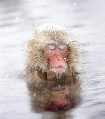 Japanese Snow Monkeys Relaxing In A Hot Spring Snow Monkey Japanese Macaque Animals