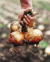 No 15 A Kitchen Garden Garden Layout Vegetable Kitchen Garden Garden Photography