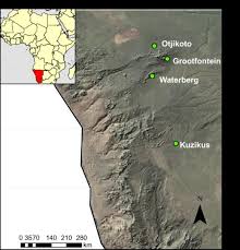 Image result for Stemodiopsis buchananii