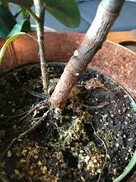 We did not find results for: Is It Time To Repot My Rubber Tree I Ve Had It For About 5 Months And I M Fairly New To Plants It S Currently Sprouting Two New Leaves But I M Concerned About These