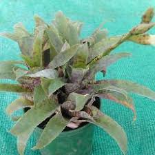 Image result for Searsia pentheri