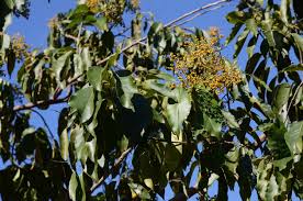 Image result for Ehretia obtusifolia