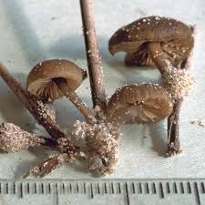 Image result for Simocybe centunculus