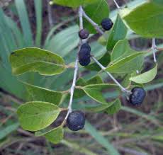 Image result for Dictyophleba ochracea