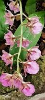 Image result for Eulophia guineensis