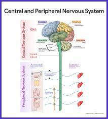 Workbook for anatomy and physiology. Anatomy Of Nervous System Anatomy Drawing Diagram