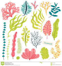 Plantas De Mar Y Algas Marinas Acuaticas Ejemplo Determinado Del Vector De La Alga Marina Aislado En Blanco Ilustracion Del Vector Ilustracion De Alga Algas 94129211
