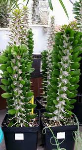 Interesting Cactus At Garden World Springvale Melbourne