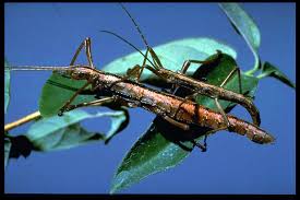 Walking stick blog is a excellent service with loads of information on how we make our walking sticks, our latest products and new special offers and discounts on our walking sticks. Walkingsticks