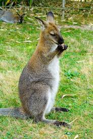 Le Jardin Des Kangourous Kangaroo Animals France