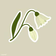 Blooming Snowdrop Flower Element Vector Free Image By Rawpixel Com Noon Vector Free Leaves Illustration Hand Drawn Flowers