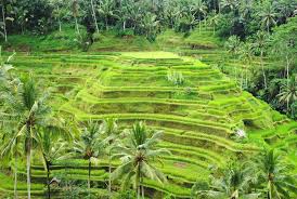 Photo Tegallalang Rice Terraces Bali Indonesia Rice Terraces Bali Kuta Beach