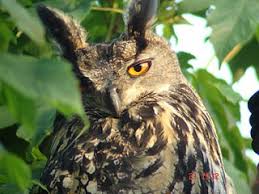 Captain eden hazard and star midfielder kevin de bruyne will make their first starts of euro 2020 on monday for belgium in their last group b game against finland in saint petersburg. Should Breeding Eagle Owls In The Uk Be Encouraged Birdguides