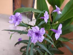 Image result for Ruellia cordata