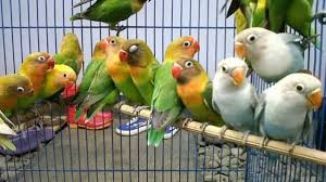 We did not find results for: Cara Budidaya Burung Lovebird Koloni Perawatan Dan Anakan Ilmubudidaya Com