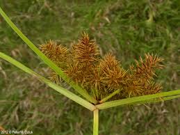 Image result for Cyperus zollingeri