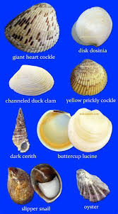 image result for shell identification chart pacific coast