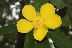 Image result for Dilleniaceae