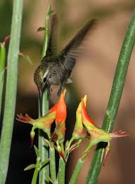 Candelilla (Slipper Plant) has wonderfully odd-looking, bird-like ...