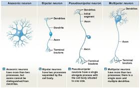 Classification Of Neurons By Structure And Function Neurons Nervous System Anatomy Types Of Neurons
