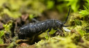 Image result for Isoetes pichisermollii