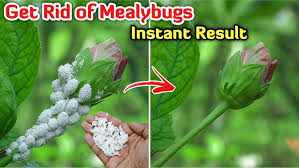 Image result for Mealybug cucumber