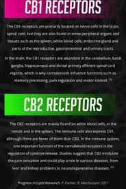 Pin By Janice On Cbd Oil Cbd Oil Benefits Cbd Facts Cbd Hemp Oil