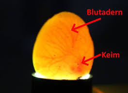 Hast du meine brille gesehen? Eier Schieren Befruchtete Huhnereier Sicher Erkennen Foto Beispiel