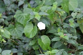 Image result for Ipomoea violacea