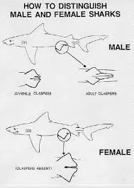 How To Distinguish Between Male And Female Sharks Marine Biology Shark Facts Marine Biologist
