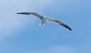 Maybe you would like to learn more about one of these? Scientists Dream Of Designing Seagull Winged Plane The Week