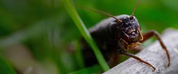 Youtube sensation fuelling trade in an endangered species via www.independent.co.uk. Episode 27 How Crickets Can Tell Us More About Urban Noise Pollution