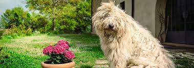 Image result for Komondor