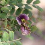 Image result for Ormocarpum kirkii