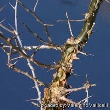 Image result for Commiphora