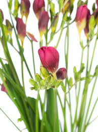 Wir haben heute für euch ganz besonders ausgefallene hochzeitsblumen. Welche Blumen Gibt Es Im Mai Schnittblumen Saison Kalender Blumigo