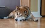 DC Shiba Inu Rescue – Washington DC rescue that ...