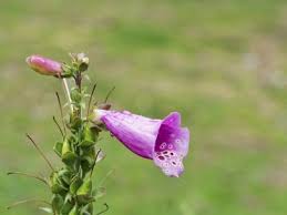 Wildscreen's arkive project was launched in 2003 and grew to become the world's biggest encyclopaedia of life on earth. Tips Information About Foxglove Gardening Know How