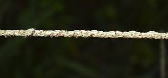 Image result for Digitaria longiflora