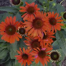 Learn about perennial flowers over 24 inches, and where they fit in your garden. Atomic Orange Echinacea Perennial Gilbert H Wild Son Perennials Echinacea Plants