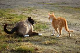 How To Know If My Cats Are Fighting Or Playing Hissing And Biting