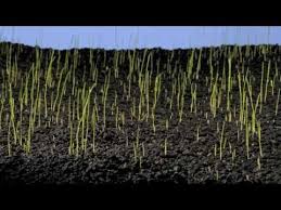Plant life comes at you fast; Grass Seed Sowing Germination Grass Growing Time Lapse Grass Seed Growing Grass The Tiny Seed